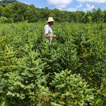 1米云杉，山杏，按规格大小整车发