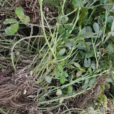 花生秧，今天现拔