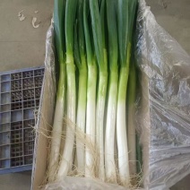 福建漳浦大葱