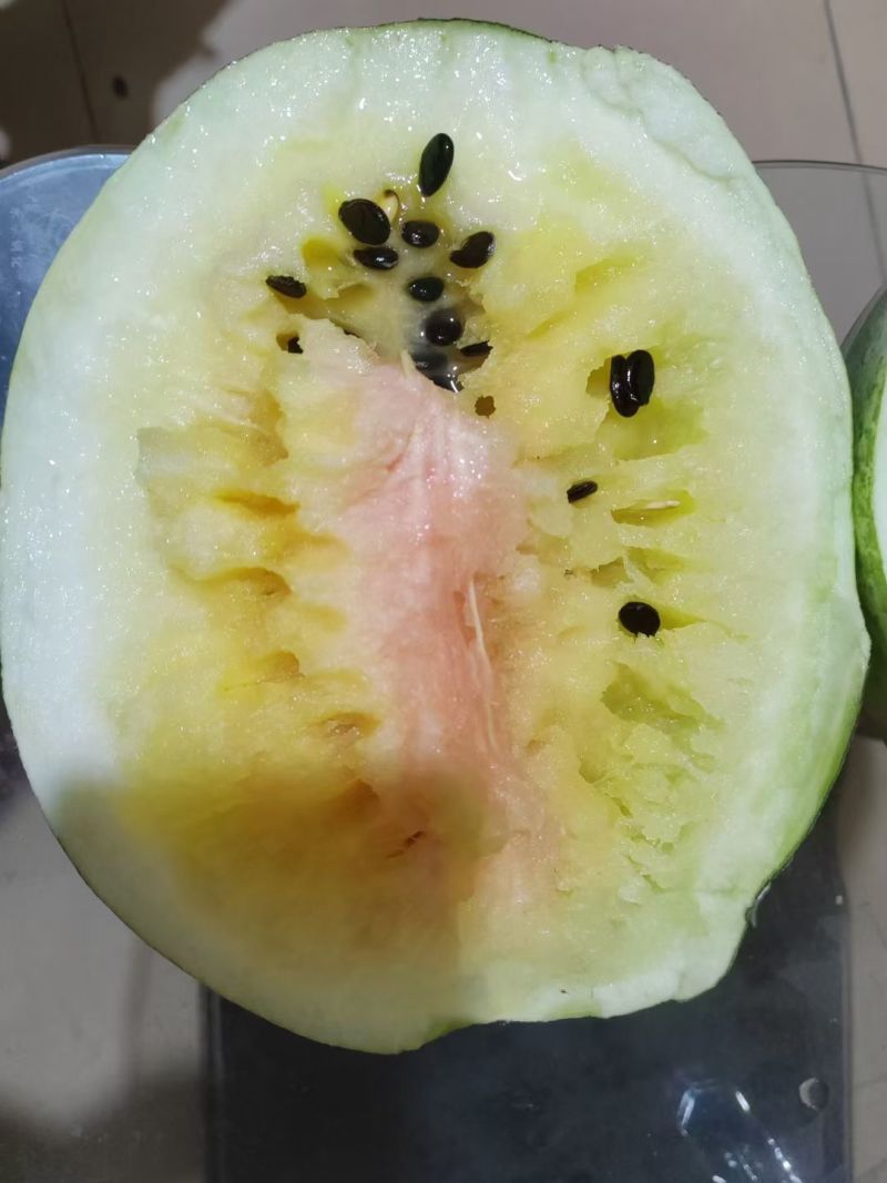 籽瓜西籽一号