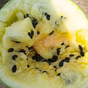 籽瓜西籽一号