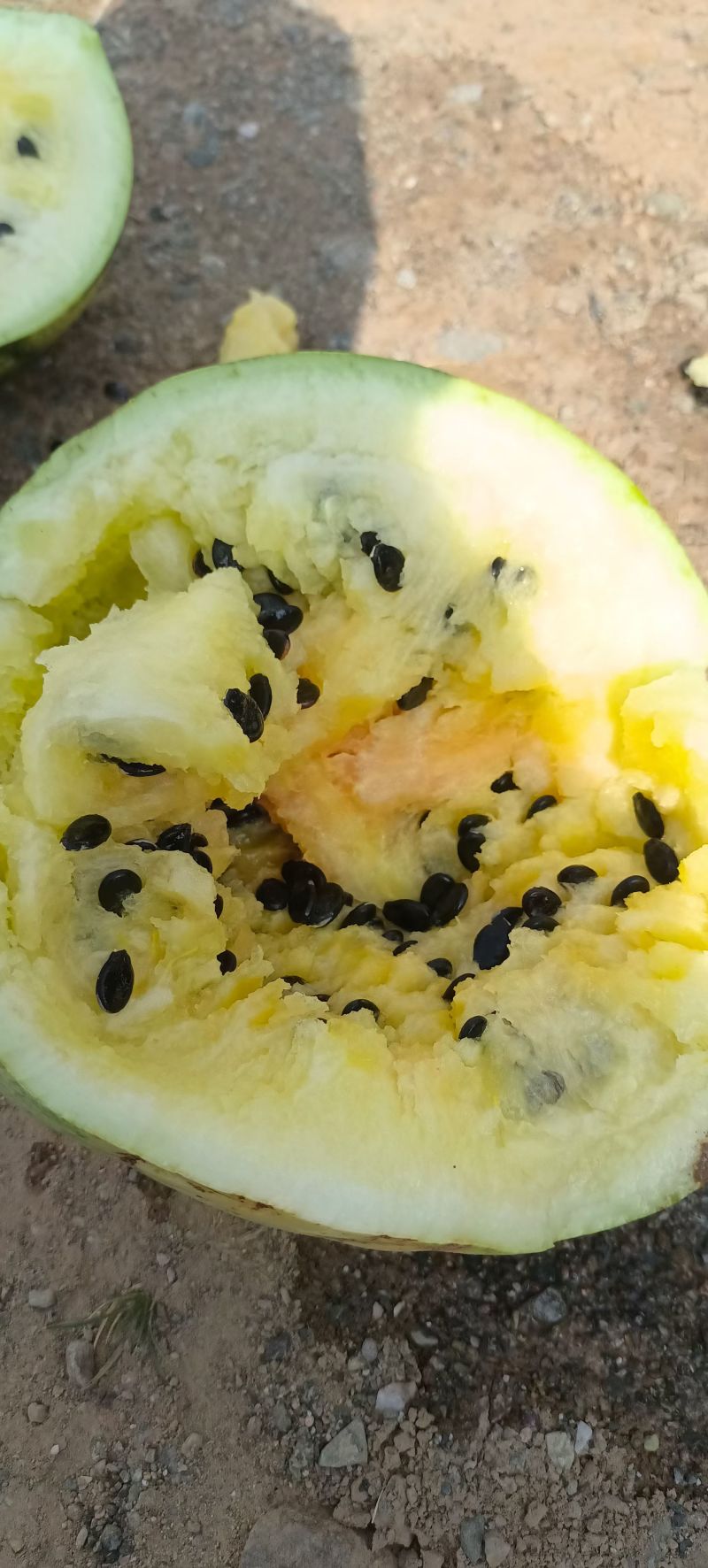 籽瓜西籽一号