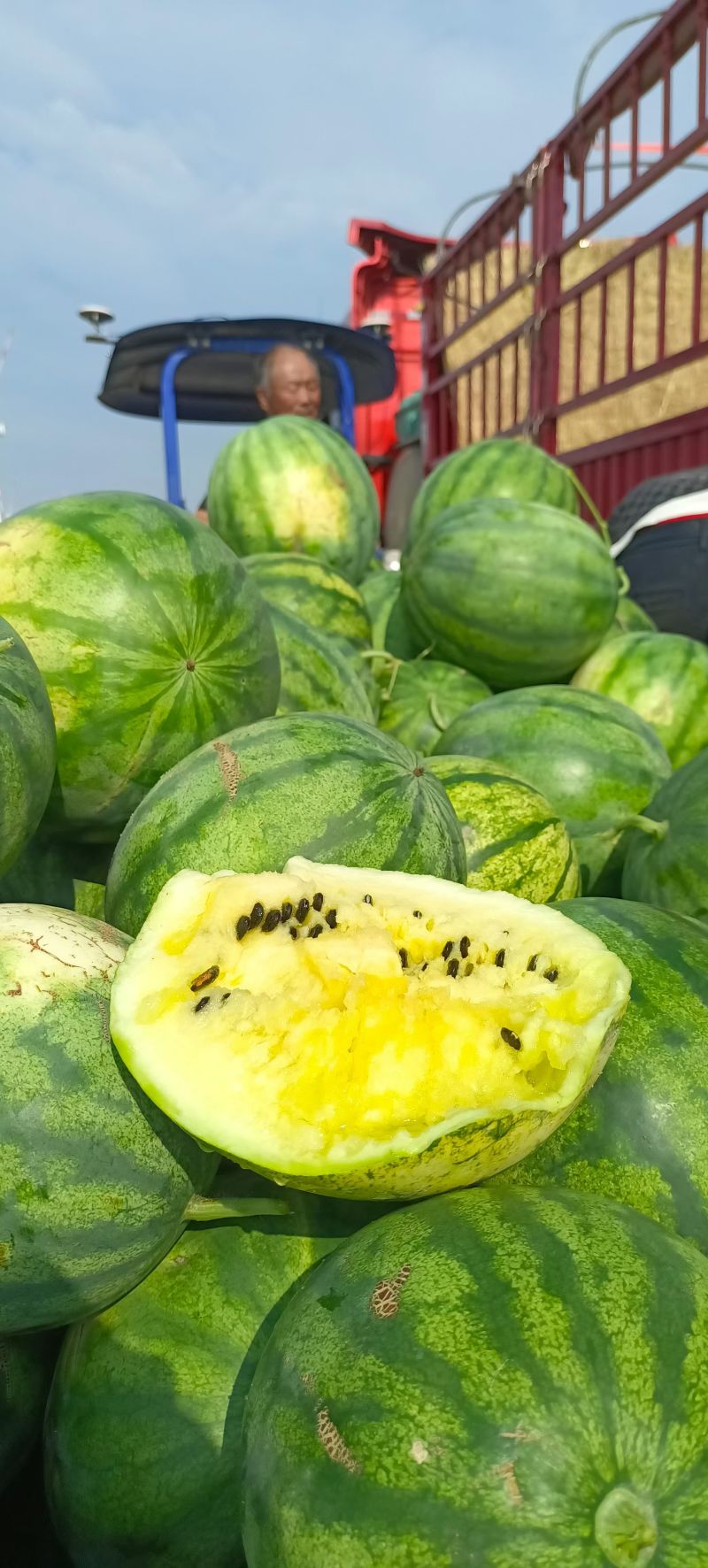 籽瓜西籽一号
