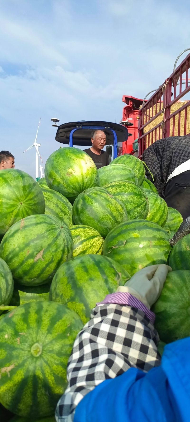 籽瓜西籽一号
