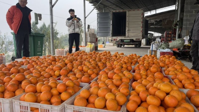 重庆合川爱媛28号，大量上市中