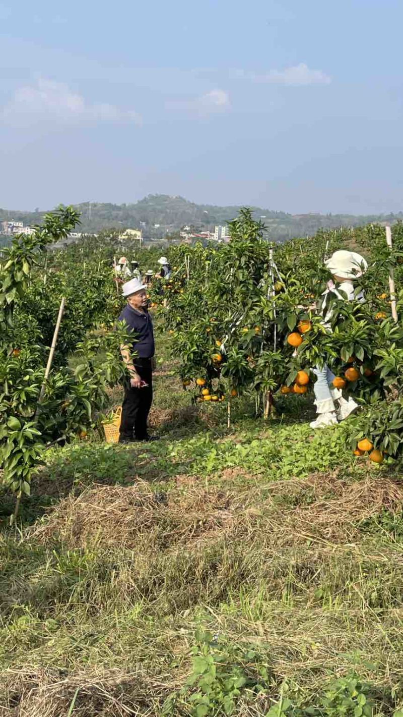 重庆合川爱媛28号，大量上市中