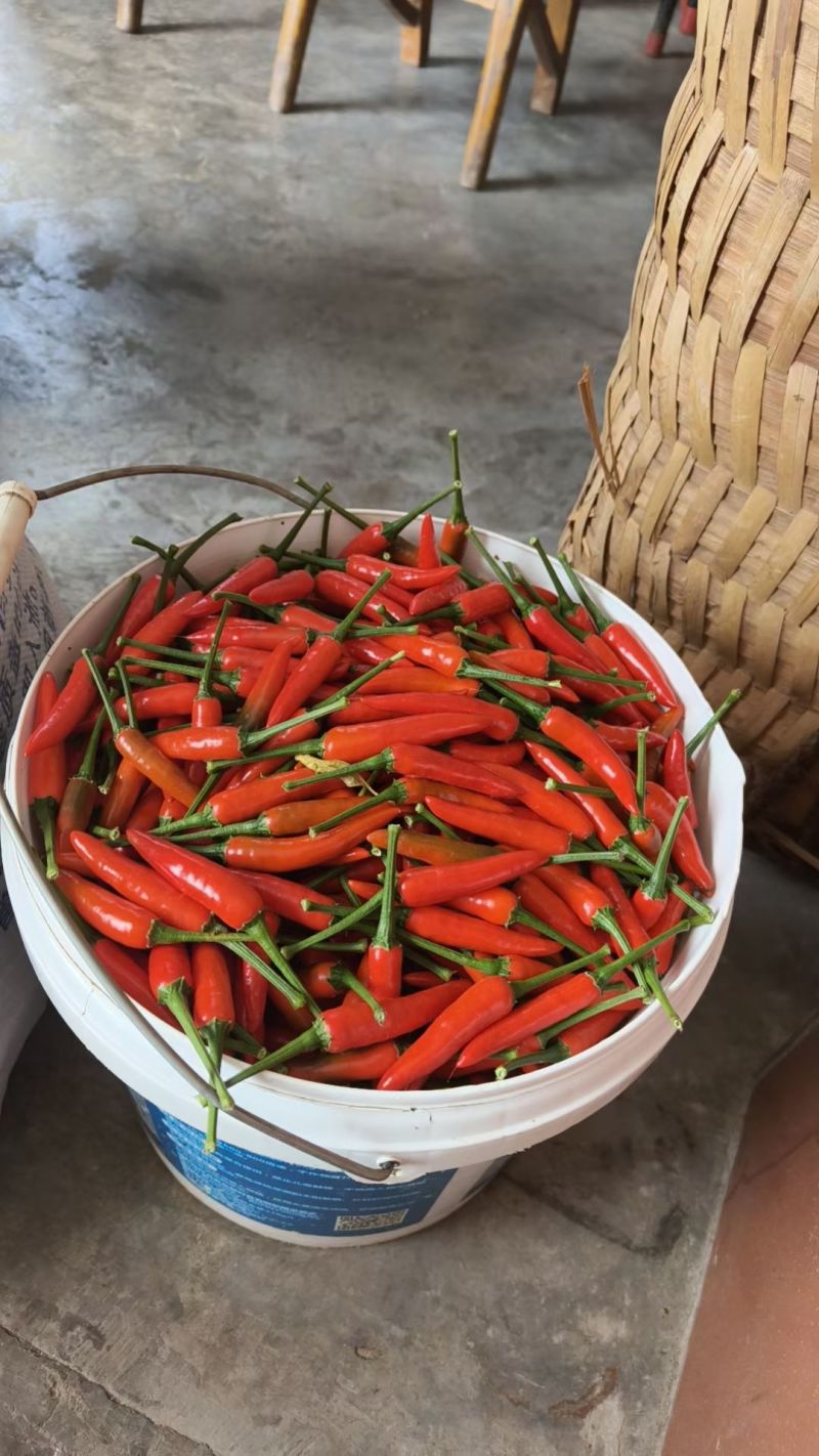 椒中玉