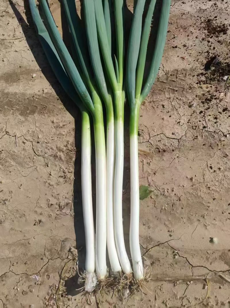 甘肃省张掖市铁杆大葱，品质好，质量佳，面积大