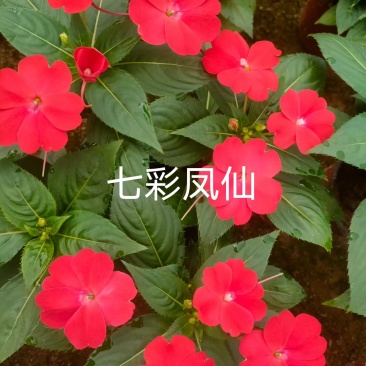 七彩凤仙花