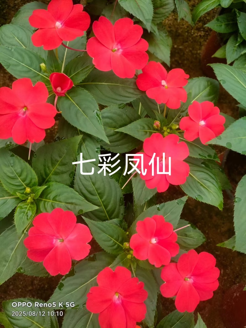 七彩凤仙花