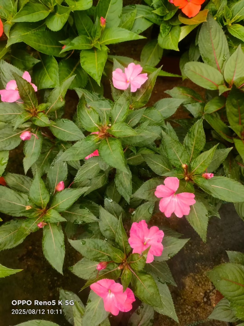 七彩凤仙花