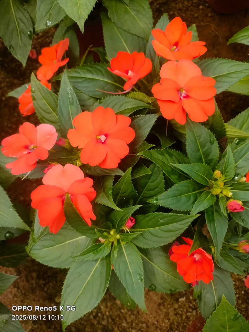 七彩凤仙花