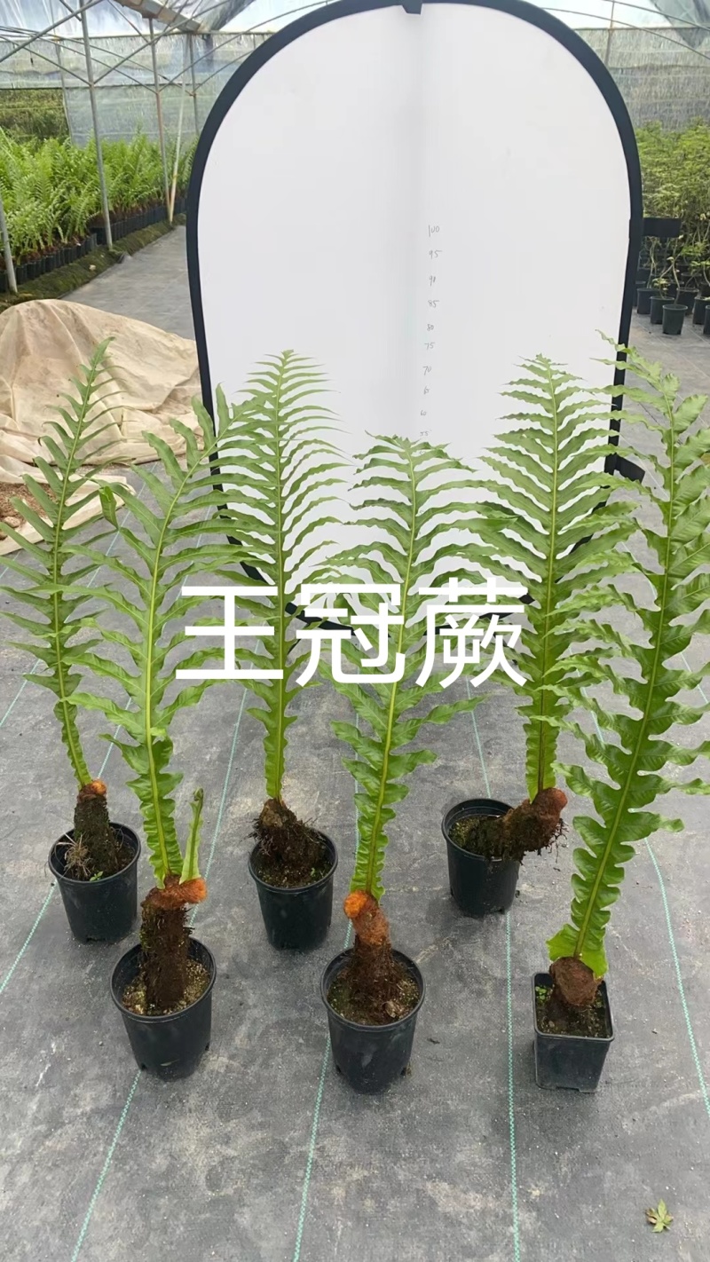 皇冠蕨160杯