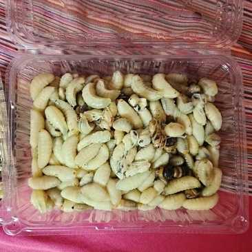 野生蜂蛹，大自然的宝藏，为你揭开美味与健康的神秘面纱。
