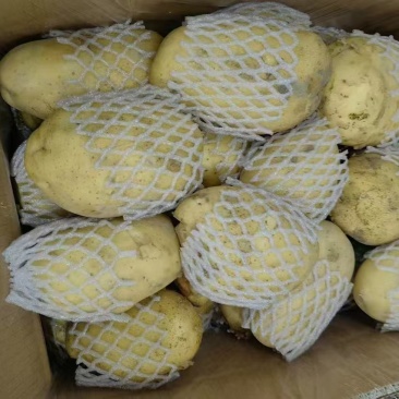 新疆精品黄心土豆，万吨冷库，现货量大，全国发货