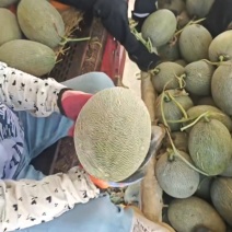 哈密瓜