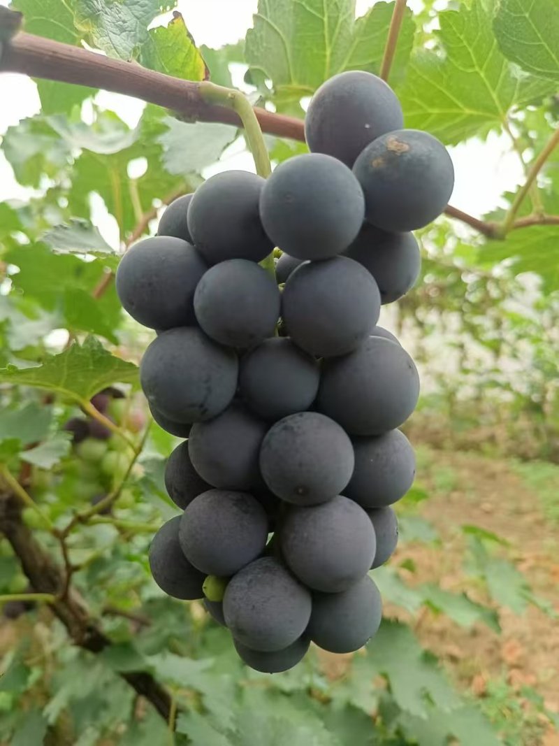 巨峰葡萄