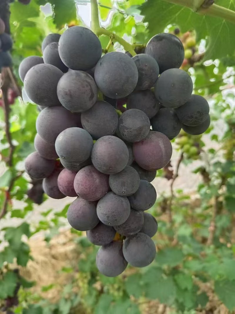 巨峰葡萄