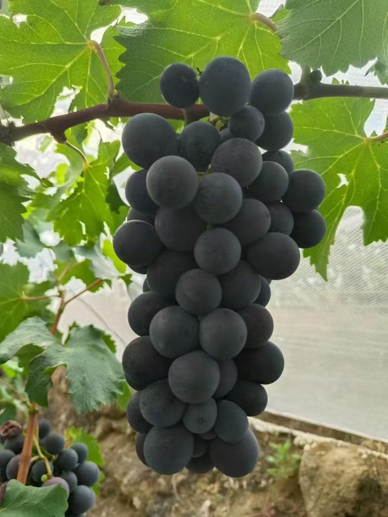 巨峰葡萄