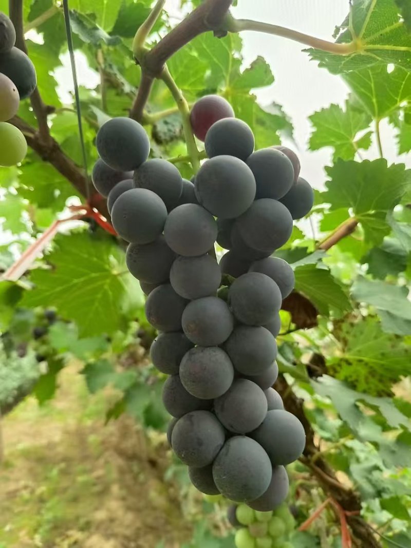 巨峰葡萄
