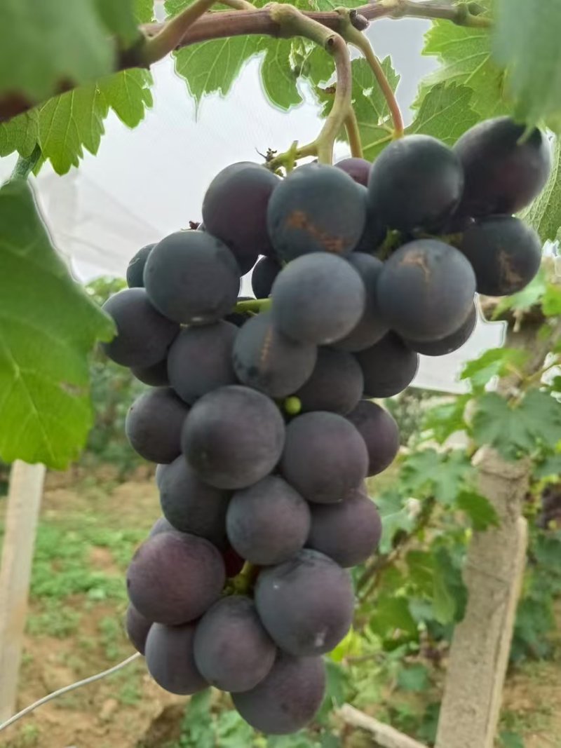 巨峰葡萄