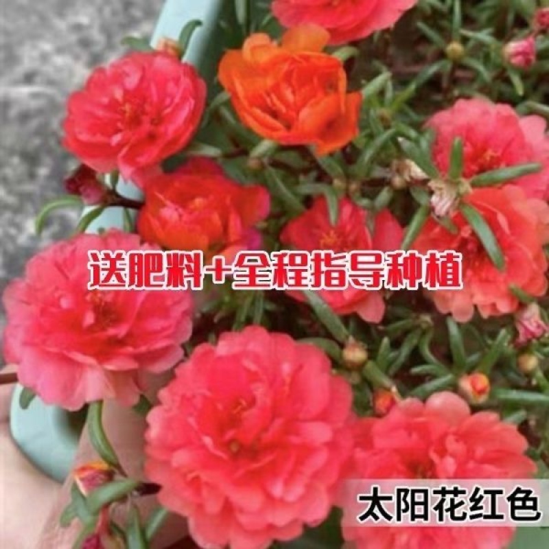 太阳花种子单瓣混色花盆栽阳台庭院花海花卉耐热耐旱太阳花草种籽