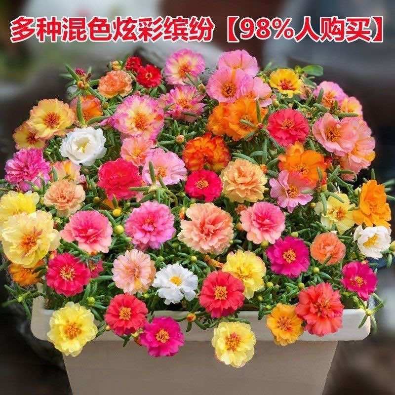 太阳花种子单瓣混色花盆栽阳台庭院花海花卉耐热耐旱太阳花草种籽