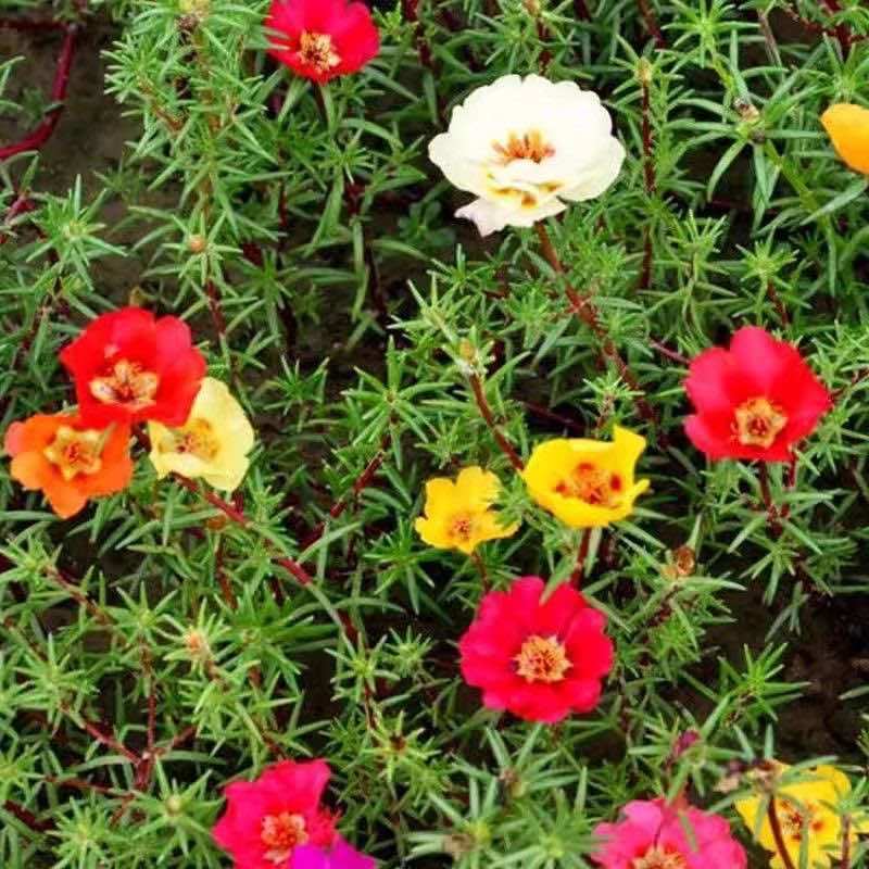 太阳花种子单瓣混色花盆栽阳台庭院花海花卉耐热耐旱太阳花草种籽