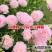 太阳花种子单瓣混色花盆栽阳台庭院花海花卉耐热耐旱太阳花草种籽