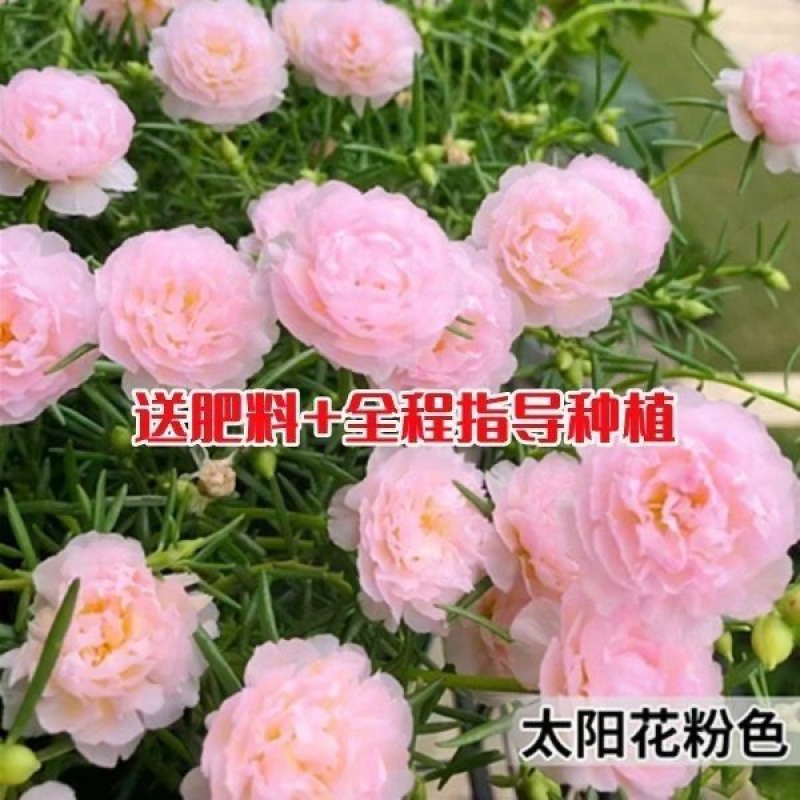 太阳花种子单瓣混色花盆栽阳台庭院花海花卉耐热耐旱太阳花草种籽