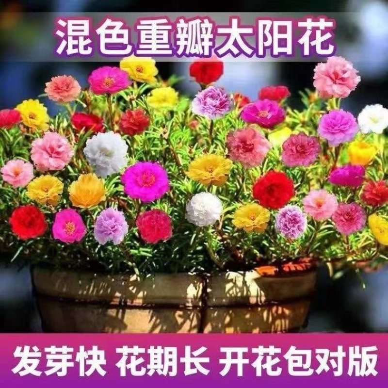 太阳花种子单瓣混色花盆栽阳台庭院花海花卉耐热耐旱太阳花草种籽
