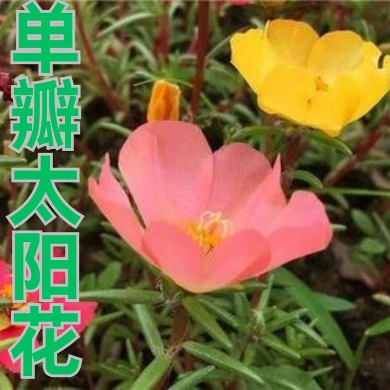 太阳花种子单瓣混色花盆栽阳台庭院花海花卉耐热耐旱太阳花草种籽