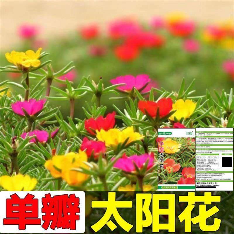 太阳花种子单瓣混色花盆栽阳台庭院花海花卉耐热耐旱太阳花草种籽