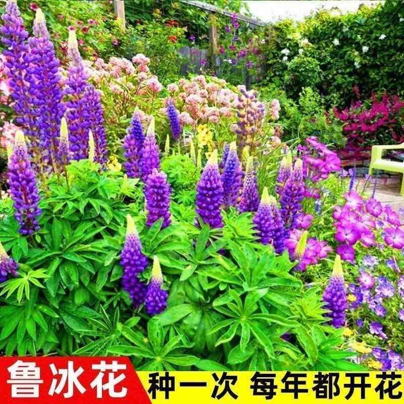 鲁冰花种子混色多年生耐寒羽扇豆四季可种包发芽室内盆栽户外花卉