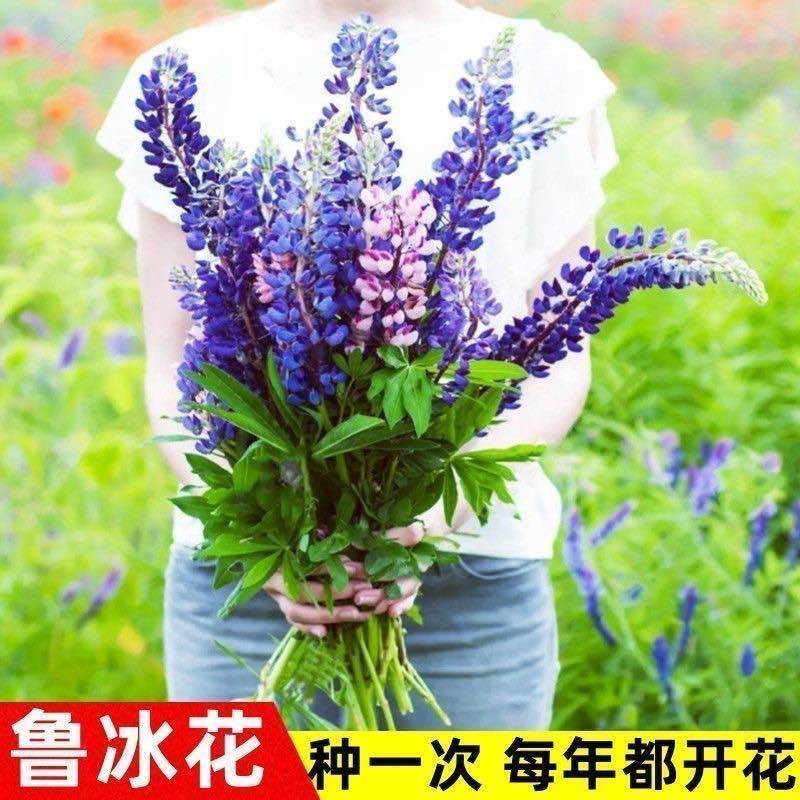 鲁冰花种子混色多年生耐寒羽扇豆四季可种包发芽室内盆栽户外花卉