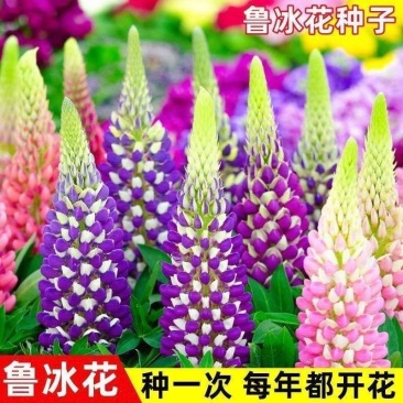 鲁冰花种子混色多年生耐寒羽扇豆四季可种包发芽室内盆栽户外花卉