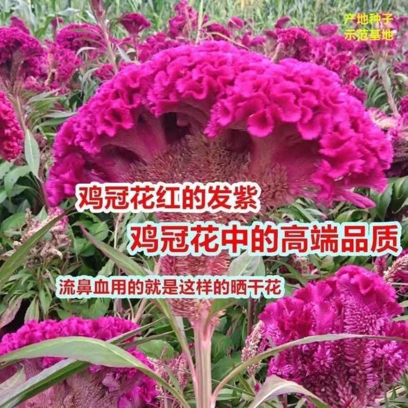 鸡冠花种子四季五颜六色观赏花卉种籽凤尾头状似花阳台盆栽庭院