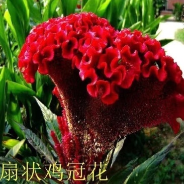 鸡冠花种子四季五颜六色观赏花卉种籽凤尾头状似花阳台盆栽庭院