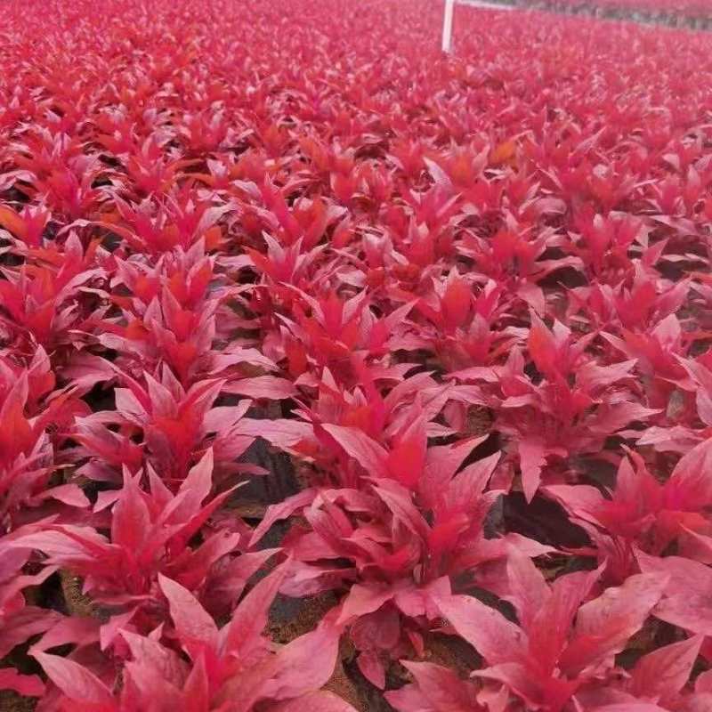 凤尾鸡冠花观赏绿化花卉庭院盆栽红色阳台喜庆耐旱红花带盆幼苗