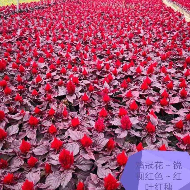 凤尾鸡冠花观赏绿化花卉庭院盆栽红色阳台喜庆耐旱红花带盆幼苗
