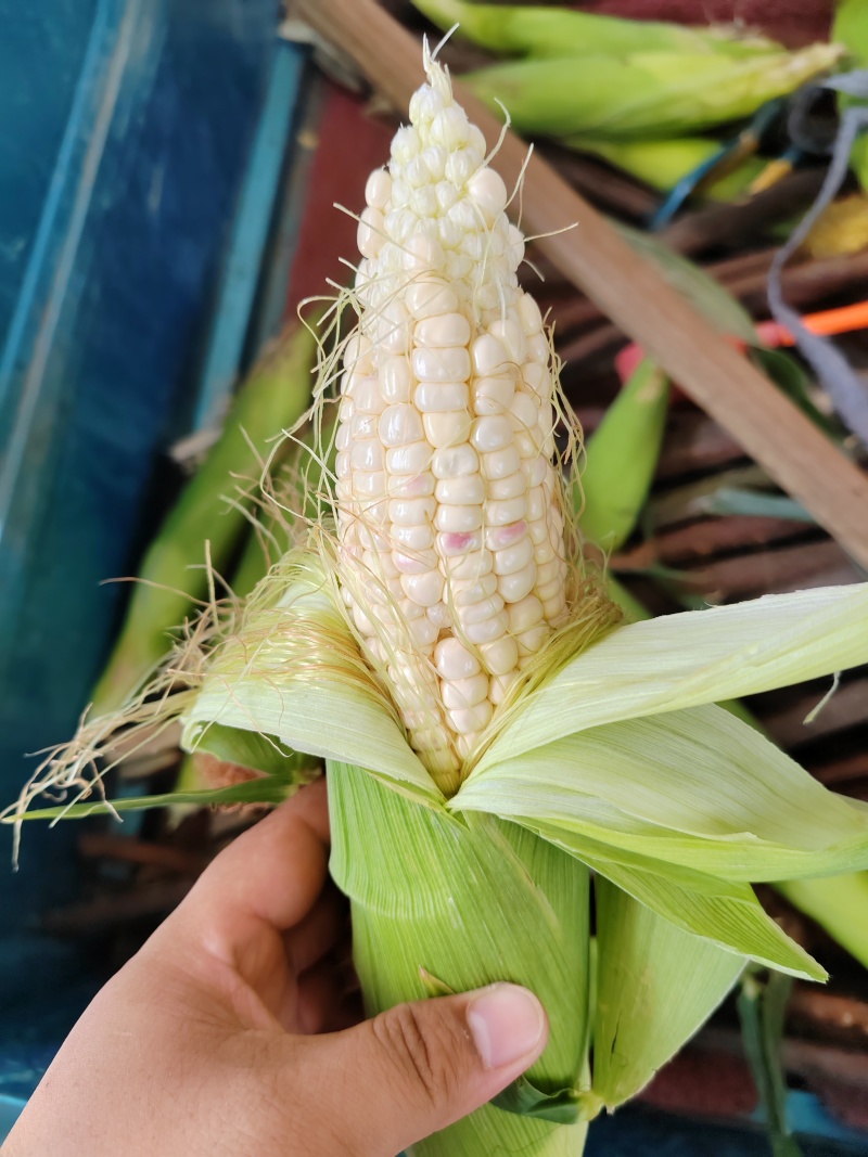 鲜甜糯玉米