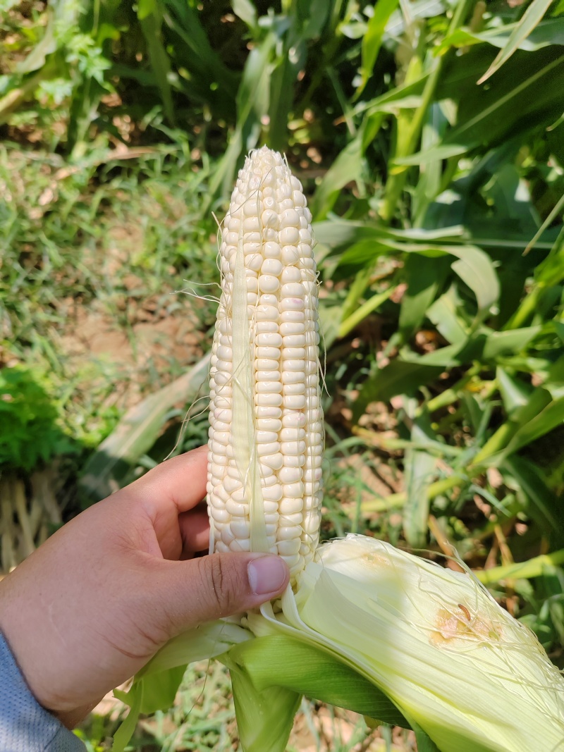 鲜甜糯玉米