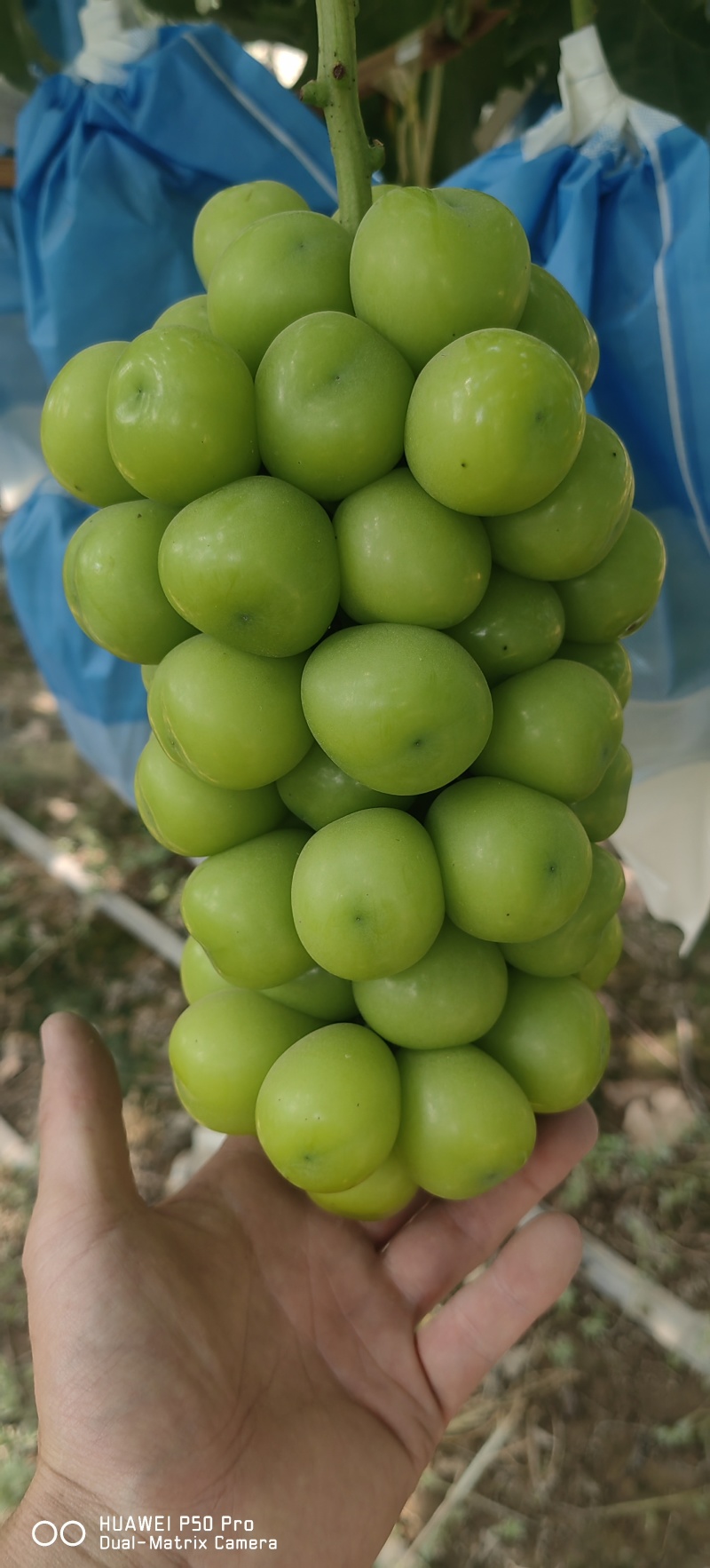 阳光葡萄
