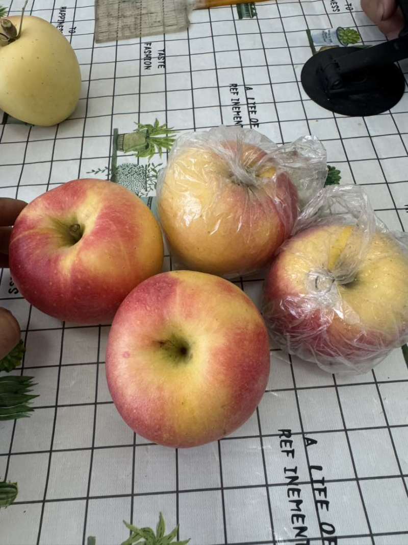 山西嘎拉苹果