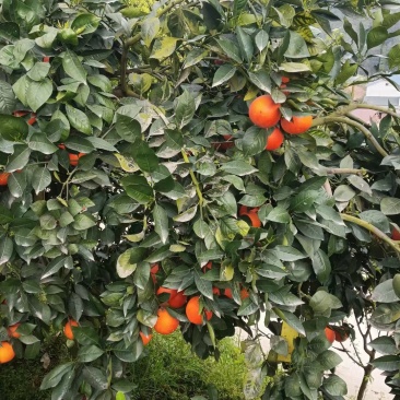 资中塔罗科血橙