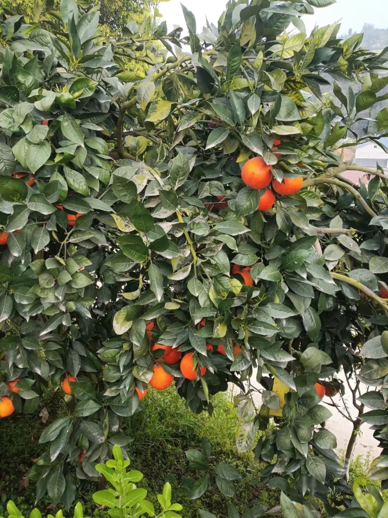 资中塔罗科血橙