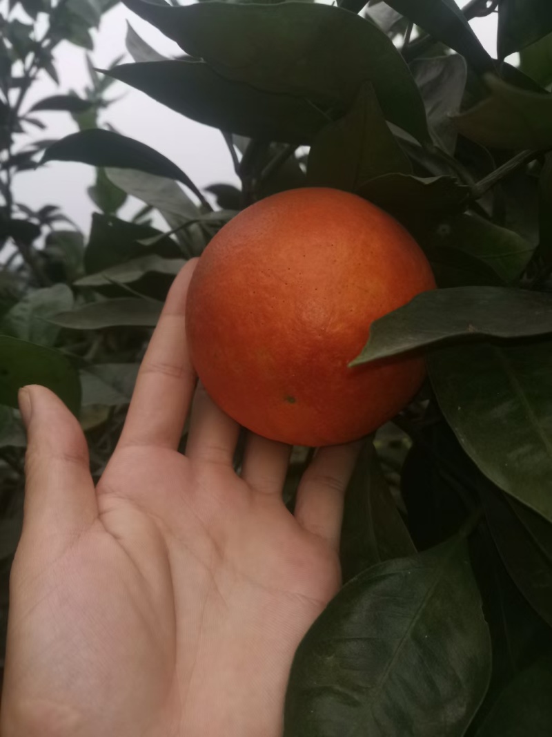 资中塔罗科血橙