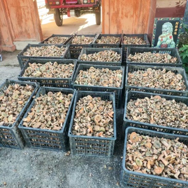 野菌菇