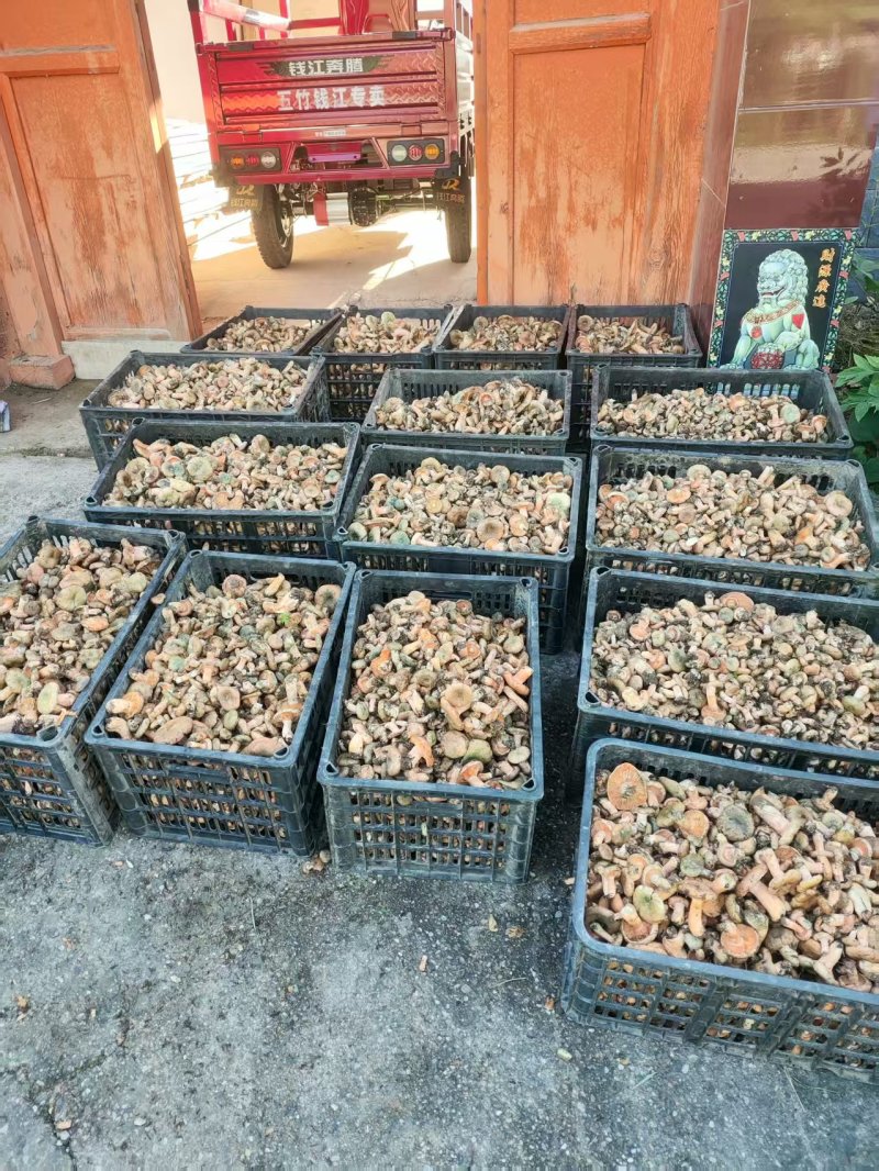 野菌菇