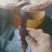 灵芝